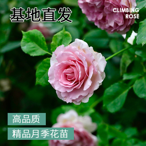 蔷薇花苗藤本月季特大花树庭院爬藤植物阳台花卉玫瑰盆栽多季开花 - 图0