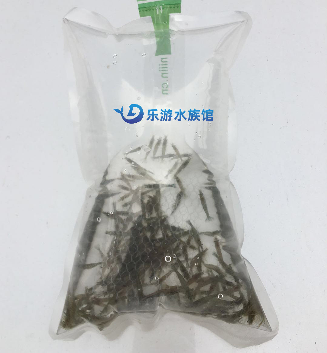 黑壳虾除藻大号观赏虾工具乌龟宠物活体饲料包邮损水族箱鱼缸冷水,淘宝优惠券,粉丝福利购,淘宝优惠卷