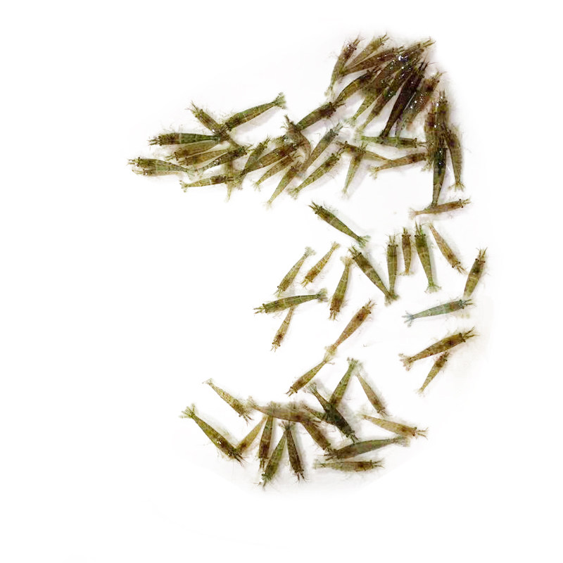 黑壳虾除藻大号观赏虾工具乌龟宠物活体饲料包邮损水族箱鱼缸冷水,淘宝优惠券,粉丝福利购,淘宝优惠卷