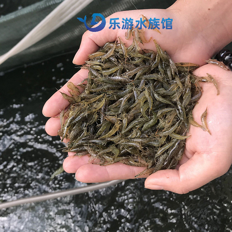 黑壳虾除藻大号观赏虾工具乌龟宠物活体饲料包邮损水族箱鱼缸冷水,淘宝优惠券,粉丝福利购,淘宝优惠卷