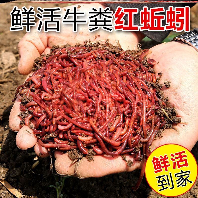 邱引蚯蚓活饵鲜活大号特大野钓鲫鱼鲤鱼钓鱼丘引活体牛粪秋引鱼饵-图0