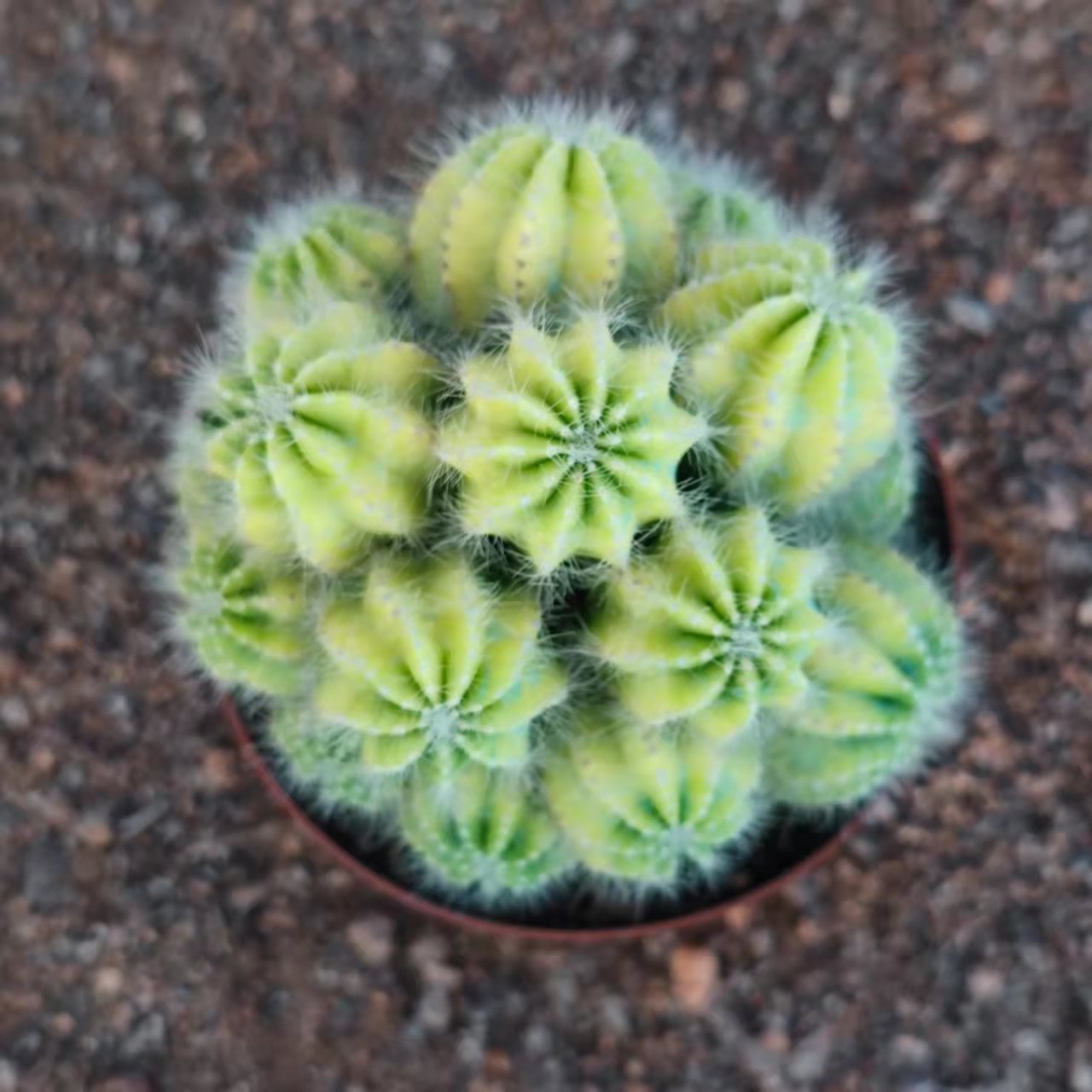 银光锦仙人球嫁接落地仙人掌多肉植物小盆栽花卉室内防辐射吸甲醛