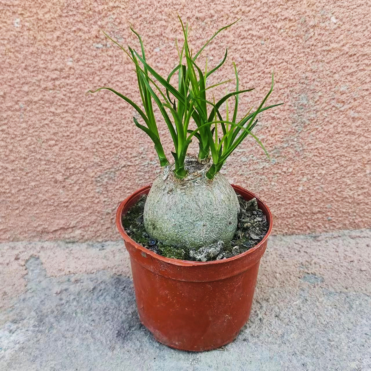 酒瓶兰盆栽植物室内外好养花卉水培植物四季常青耐旱耐寒桌面植物