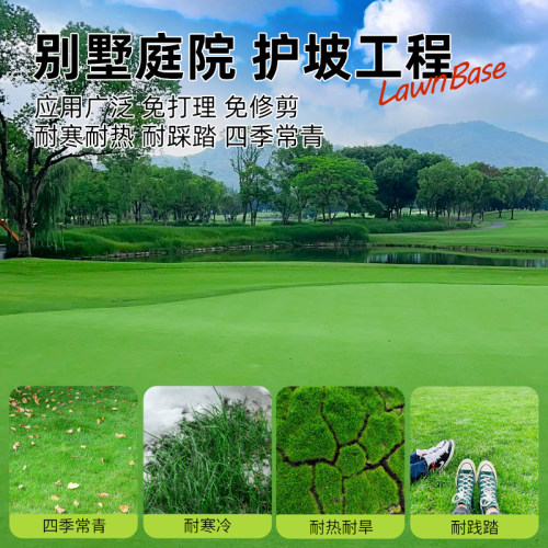 草皮真草坪带泥土庭院别墅台湾草马尼拉草皮带土绿化四季青果岭草 - 图0