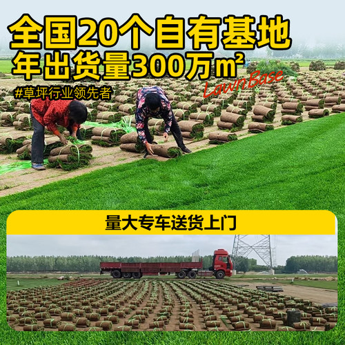 草皮真草坪带泥土庭院别墅台湾草马尼拉草皮带土绿化四季青果岭草 - 图2