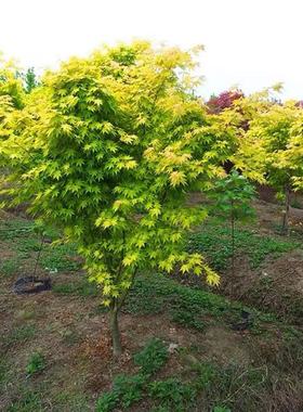 红枫日本红舞姬盆栽抗寒植物