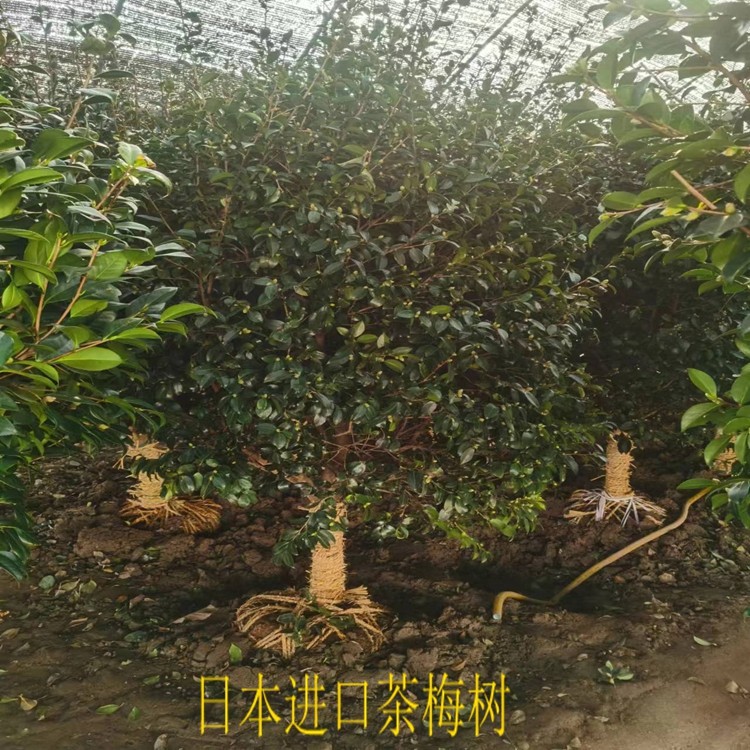 茶梅树苗品种财神 丹玉 昭和茶梅花苗四季绿植物盆景日本进口茶梅 - 图1