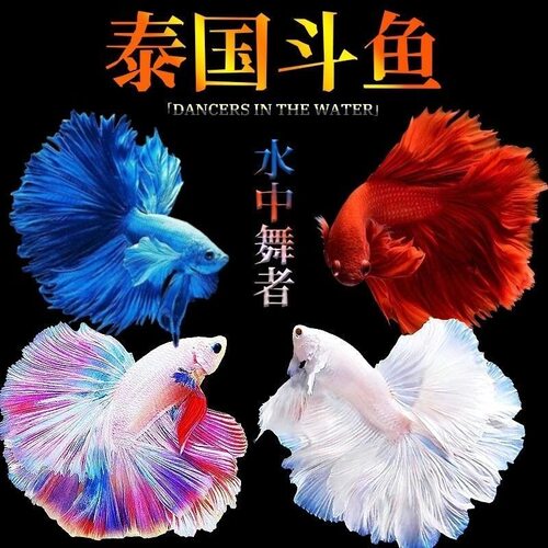 泰国斗鱼马尾狮王半月母将军大耳斗鱼观赏鱼热带鱼活体宠物淡水鱼 - 图2