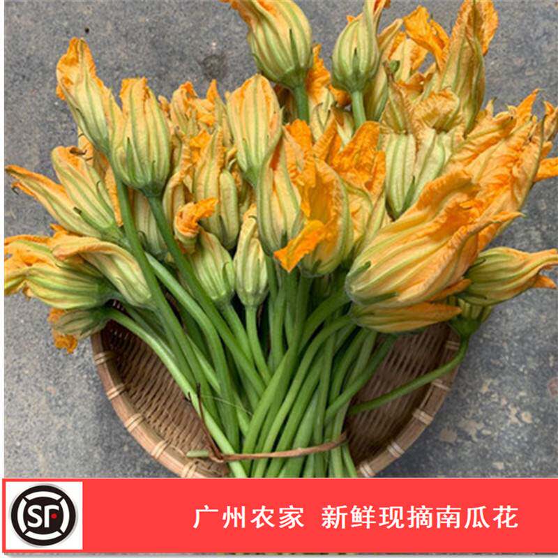 南瓜花新鲜 Top 66件南瓜花新鲜 23年2月更新 Taobao 南瓜花新鲜 Top 66件南瓜花新鲜 23年2月更新 Taobao