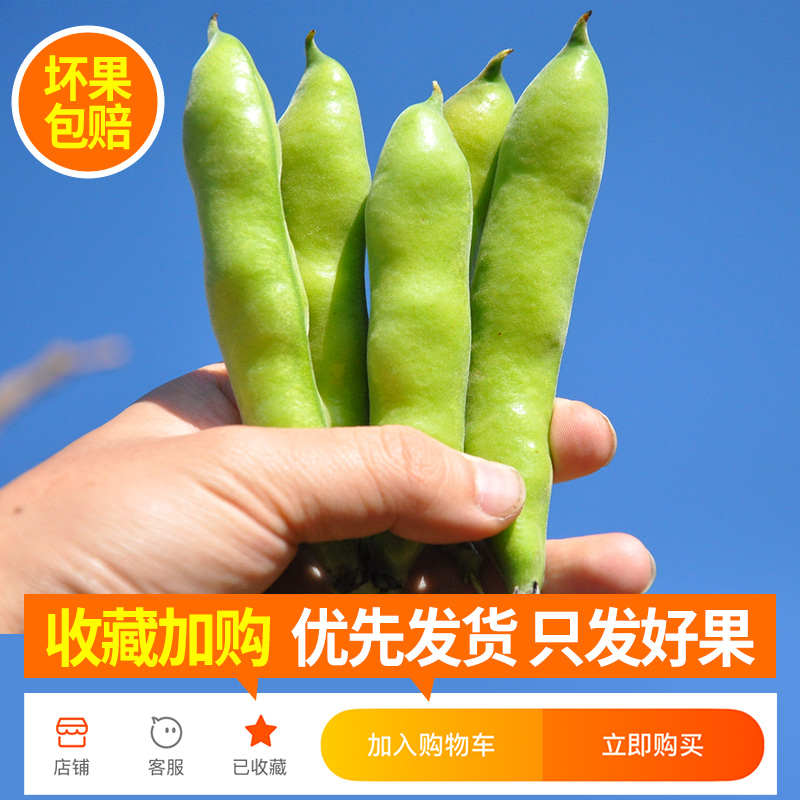 云南农家小嫩蚕豆9斤现摘新鲜蔬菜带壳生蚕豆5青绿蚕豆营养包邮 - 图0