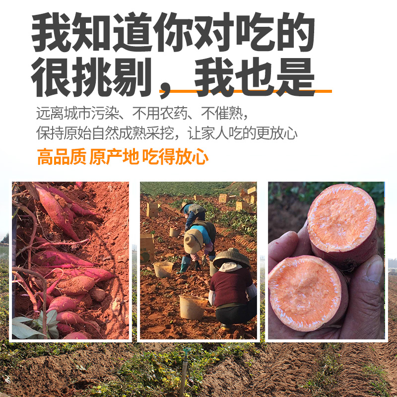 正宗农家新鲜地瓜沙地番薯板栗红薯红心蜜薯粉糯自种山芋西瓜 - 图1