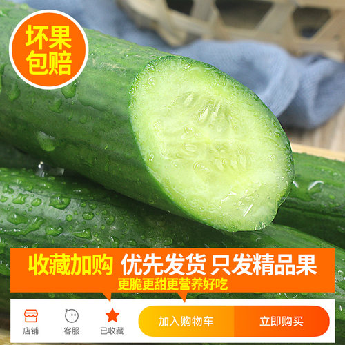 正宗荷兰水果黄瓜新鲜小黄瓜5斤现摘小青瓜蔬菜农家10山东旱生吃 - 图0