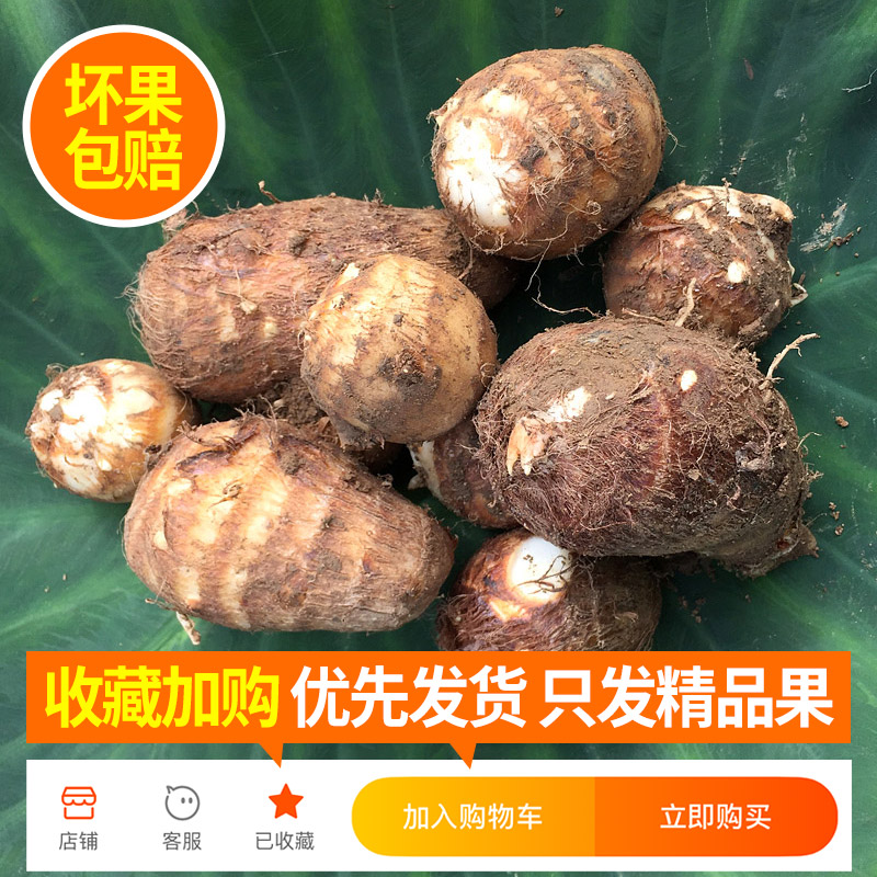 云南牛奶小芋艿新鲜现挖小毛软糯香滑农产品芋头新鲜蔬菜竽头香芋 - 图0