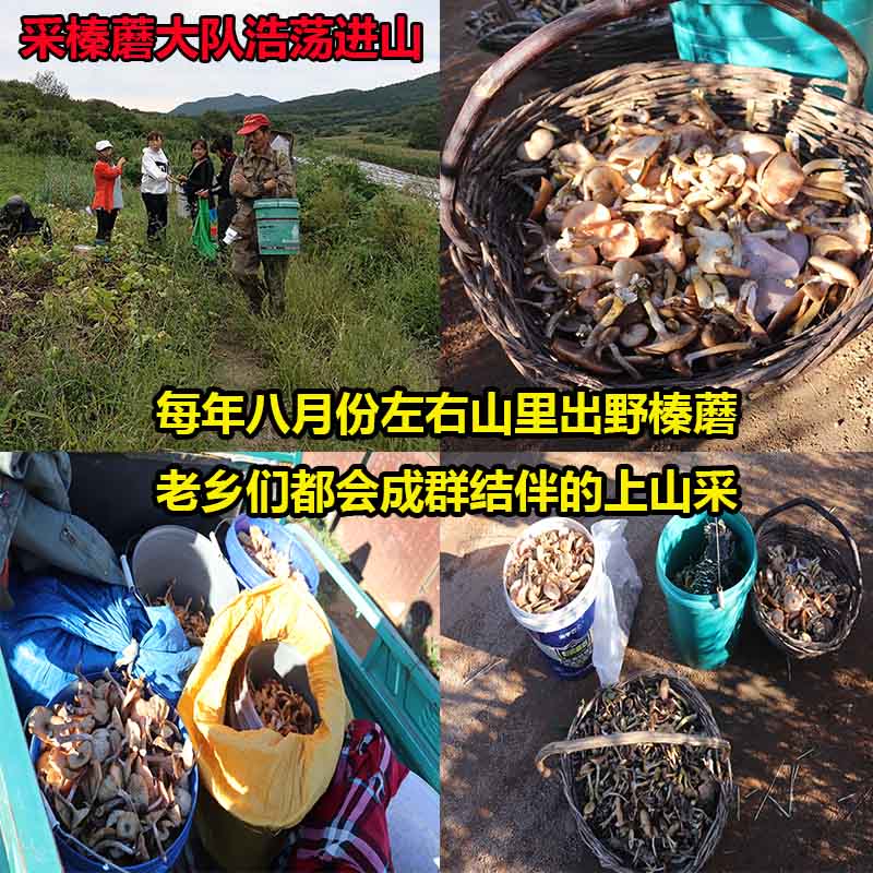 2025榛蘑东北野生蘑菇丁干货黑龙江特产山珍小鸡炖香菇头无根新货 - 图1