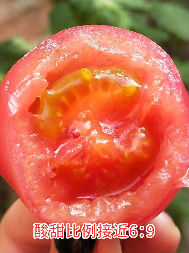 圣安妮圣女果种子苗口感酸甜好吃阳台四季盆栽小蕃茄种籽秧孑菜苗