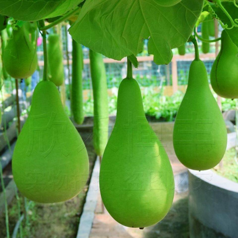 大葫芦种子菜葫芦籽瓠瓜短蒲瓜种籽甜瓠子瓜瓠瓜农家四季蔬菜种孑