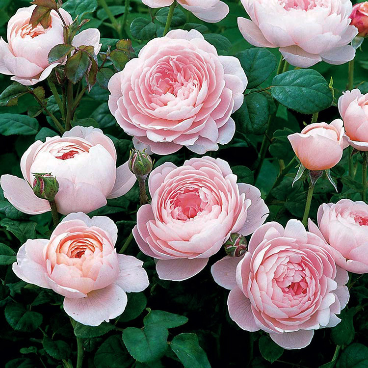 惠惠的花园欧月瑞典女王月季中苗四季开花庭院阳台盆栽绿植花卉