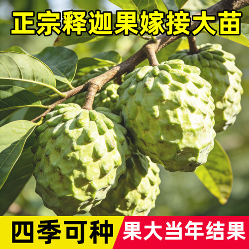 释迦果苗树带果凤梨奶油黄龙嫁接果树果苗庭院南方种植盆栽地栽苗 - 图3