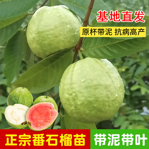 珍珠番石榴树苗粉红芭乐树苗红心芭乐苗少籽红宝石苗带土当年结果 - 图2