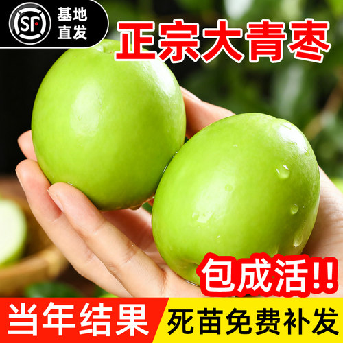 台湾大青枣树苗活苗蜜丝枣牛奶枣树南北方种植盆栽地栽甜脆果树苗 - 图3