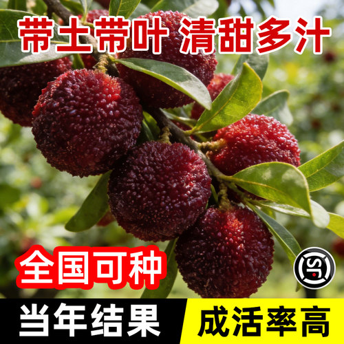 仙居东魁杨梅树树苗南方嫁接水晶水果树果苗早熟特大东槐当年结果 - 图0