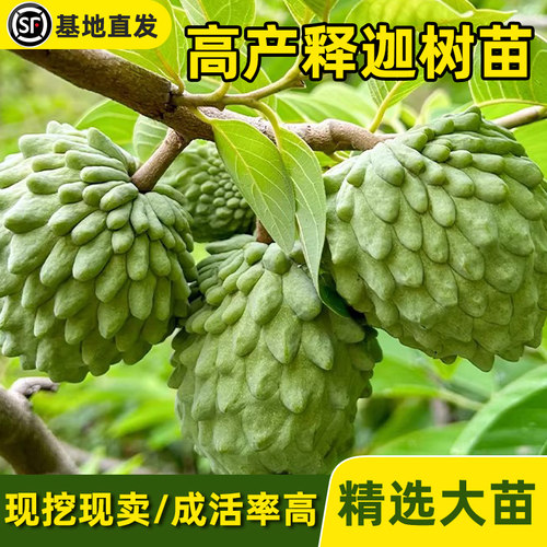 释迦果苗树带果凤梨奶油黄龙嫁接果树果苗庭院南方种植盆栽地栽苗 - 图0