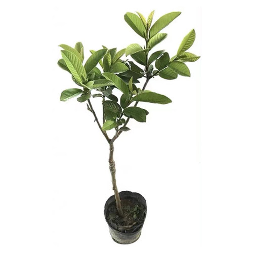 珍珠番石榴树苗粉红芭乐树苗红心芭乐苗少籽红宝石苗带土当年结果 - 图3