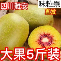 Sichuan Extra Large Fruit Red Heart Chic Exotic Fruit Authentic the Monkey Peach Fresh Should Season season Tic Exotic Fruit Whole Box