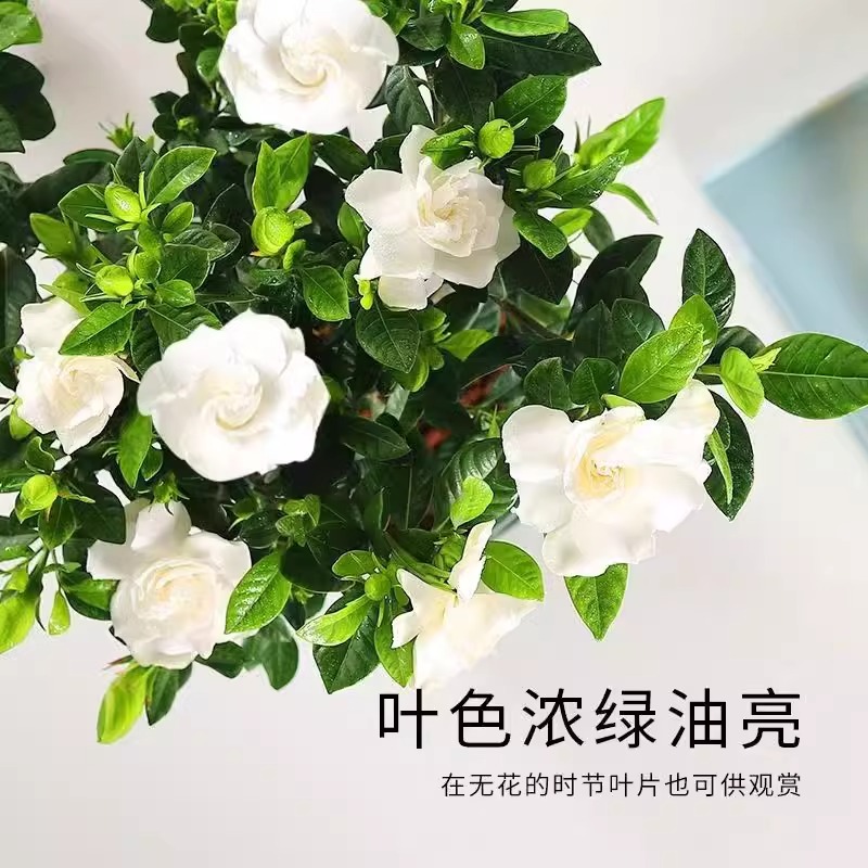 浓香重瓣大小叶牡丹栀子花苗盆栽庭院带花苞双色茉莉花苗四季好养 - 图2