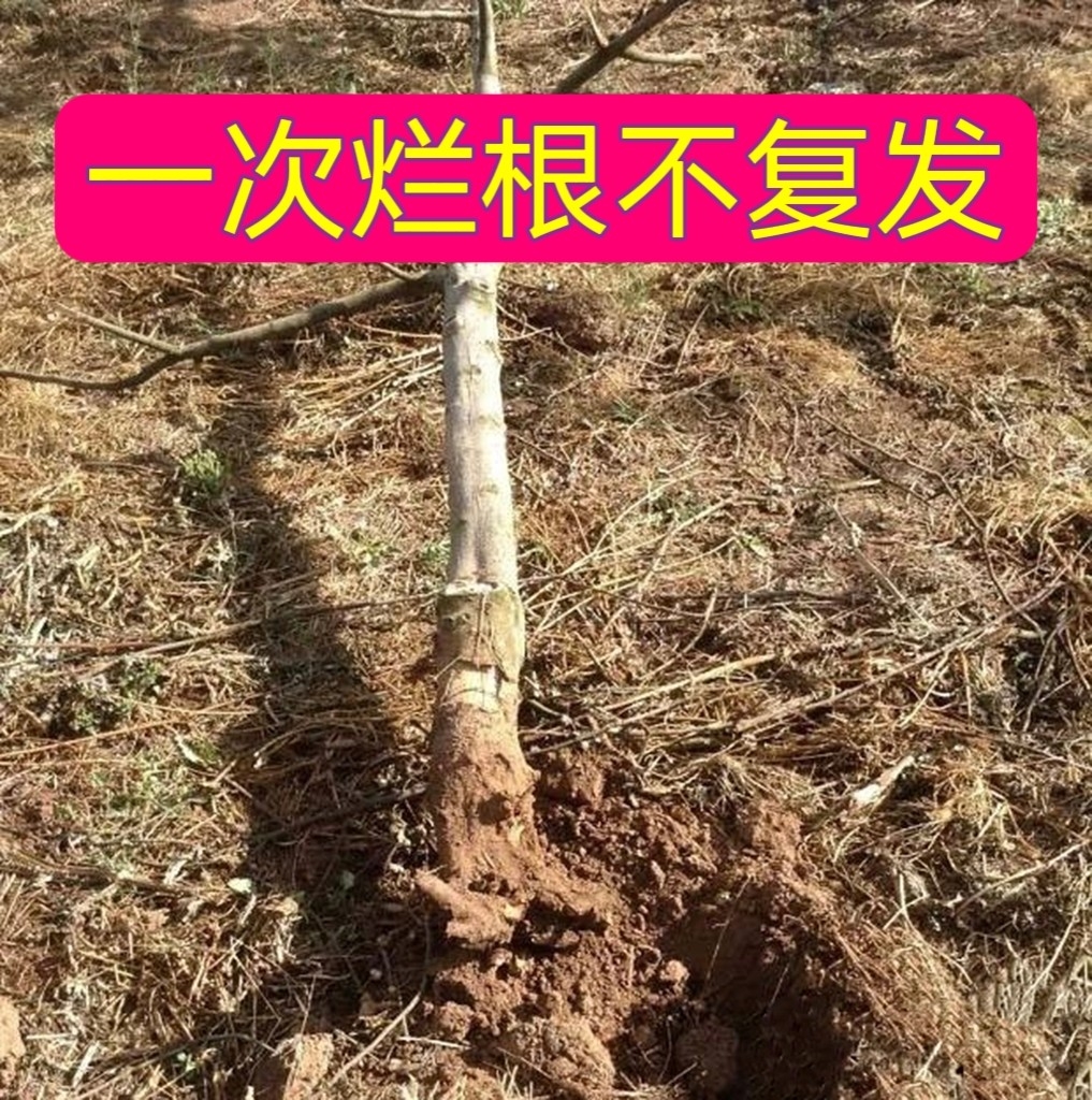 环嗪泰铜哃酮除草烂根剂一扫光除树剂除杂树除竹子烂根药专用药粉 - 图1