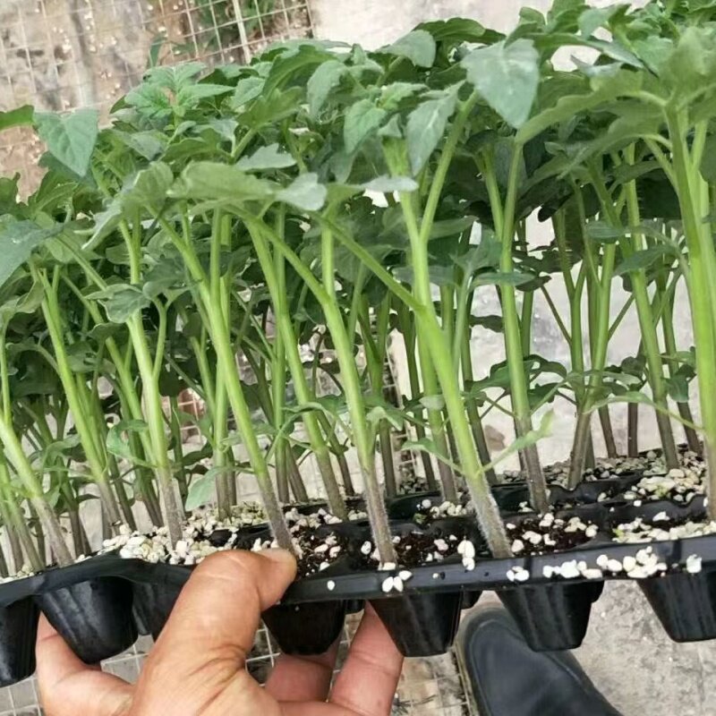 四季小番茄苗秧苗超甜千禧圣女果苗樱桃小柿子黑黄阳台矮生盆栽苗,淘宝优惠券,粉丝福利购,淘宝优惠卷