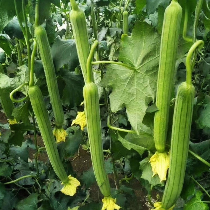 高产丝瓜苗秧苗长丝瓜种籽子春夏庭院种植菜种籽四季播蔬菜苗种孑-图0