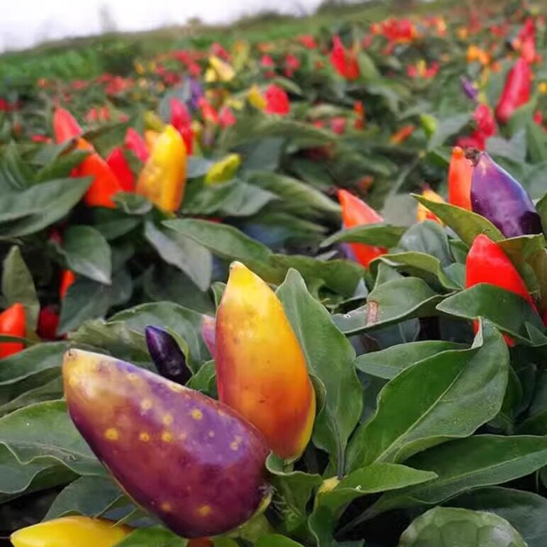 七彩辣椒苗多彩椒种籽孑苗观赏椒种苗青红椒四季盆栽阳台菜苗子秧,淘宝优惠券,粉丝福利购,淘宝优惠卷