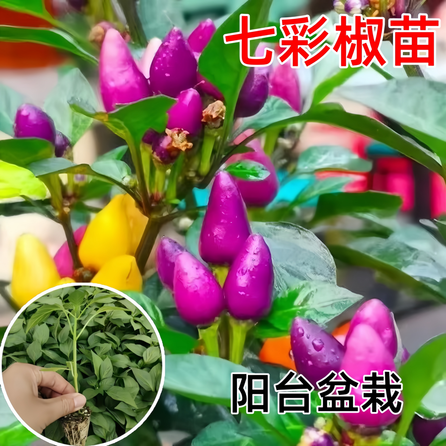 七彩椒苗辣椒苗秧苗四季小米五彩七彩椒种籽春季蔬菜苗盆栽阳台种,淘宝优惠券,粉丝福利购,淘宝优惠卷