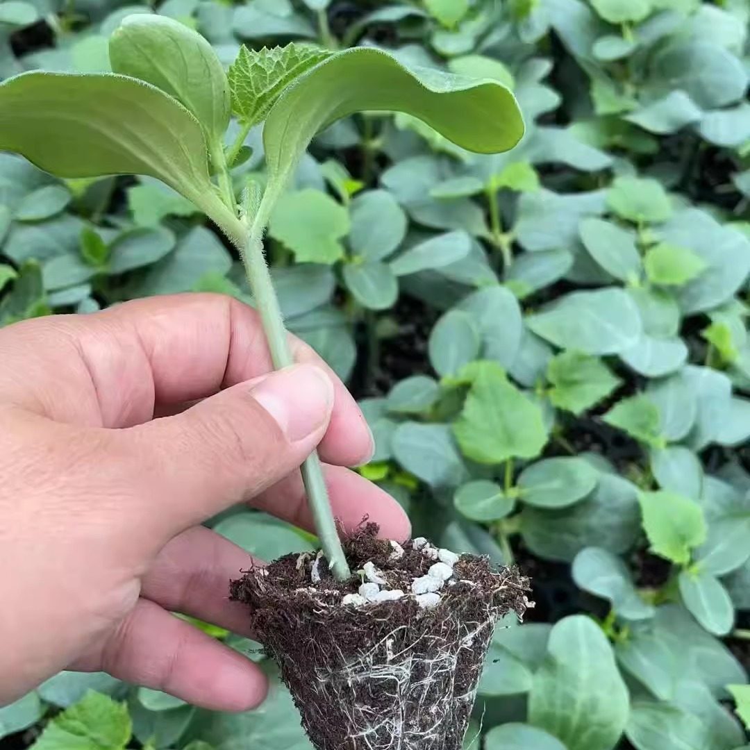 黄瓜苗秧苗嫁接苗水果油亮强雌青瓜旱小阳台盆栽蔬菜籽菜苗菜种孑,淘宝优惠券,粉丝福利购,淘宝优惠卷