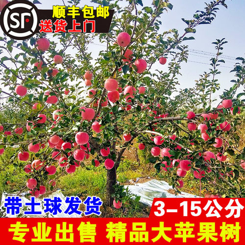 苹果树果苗特大嫁接红富士庭院室外果树南北方种植水果带土苹果苗 - 图0