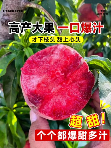 桃树果苗早熟水蜜桃果树苗庭院嫁接特大黄桃冬桃庭院南方北方种植 - 图3