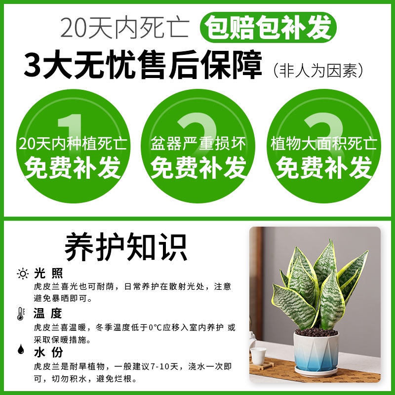 金边虎皮兰绿植植物盆栽银脉兰花卉好养活办公室内净化空气吸甲醛-图0