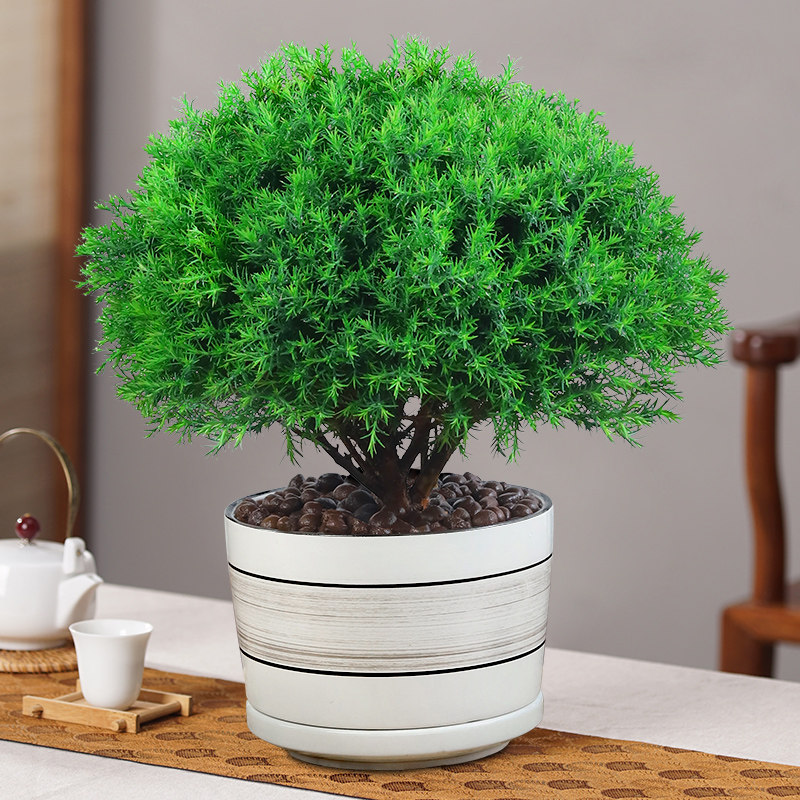 雾松盆栽植物室内四季常青绿植好养易活阳台办公室桌面绿色小盆景_虎窝淘