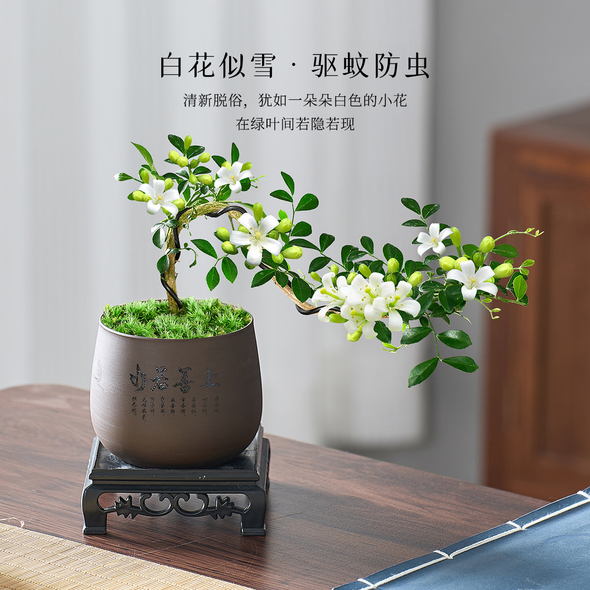 飘枝小叶九里香盆栽悬崖造型盆景室内茶几玄关绿植易活花卉小植物,淘宝优惠券,粉丝福利购,淘宝优惠卷