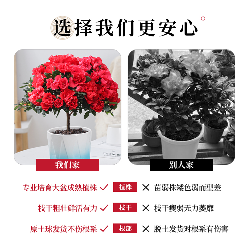 杜鹃花盆栽四季开花带花苞植物室内花苗好养易活老桩观花花卉绿植