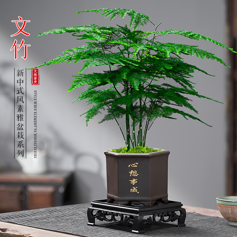 文竹盆栽植物室内客厅中式禅意微盆景办公桌面花卉创意迷你小绿植