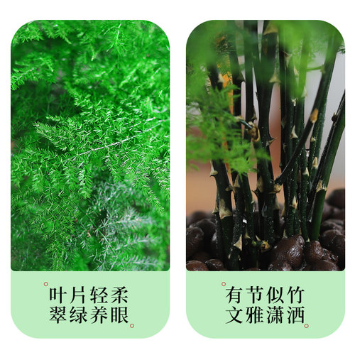 文竹盆栽植物室内大型盆景净化空气四季常青桌面绿植花卉苗好养活 - 图3