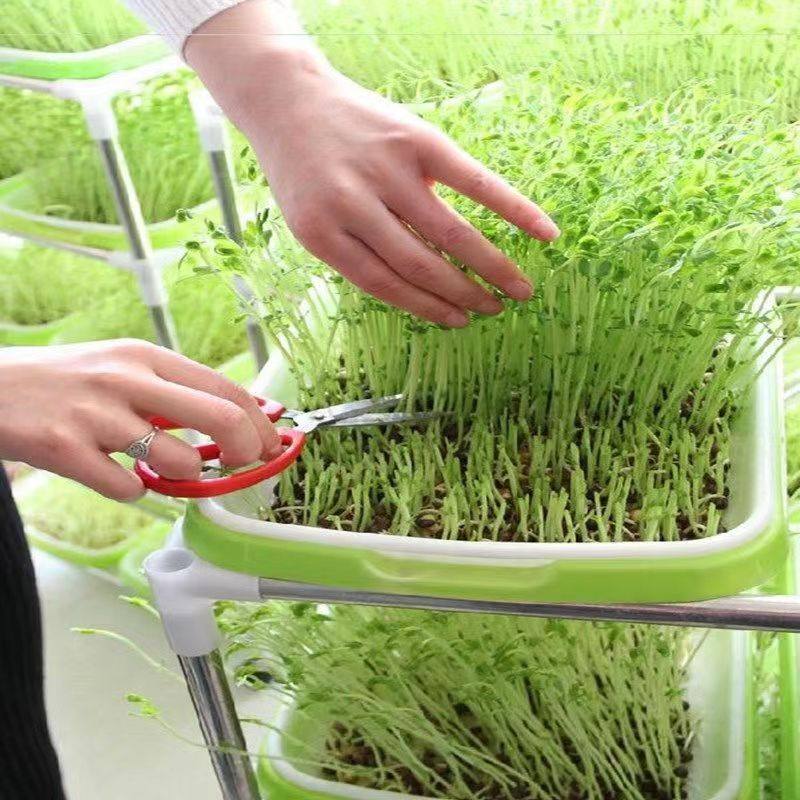 健康自己种 芽苗菜种子 蔬菜种子 无土栽培 萝卜芽苗菜 豆苗芽菜,淘宝优惠券,粉丝福利购,淘宝优惠卷