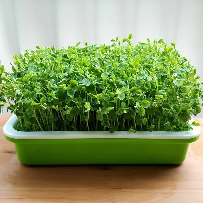 健康自己种 芽苗菜种子 蔬菜种子 无土栽培 萝卜芽苗菜 豆苗芽菜,淘宝优惠券,粉丝福利购,淘宝优惠卷