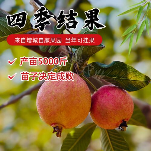 增城四季胭脂红高压树苗正宗大叶红全红嫁接苗广州鸡屎果当年挂果 - 图0