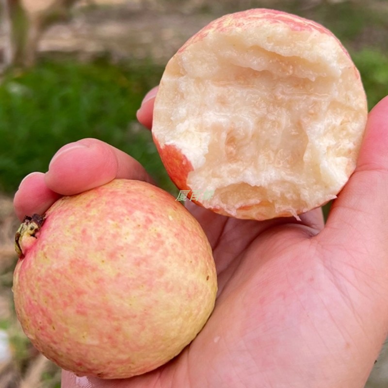 增城胭脂红番石榴儿时味道软糯香甜芭乐鸡屎果新鲜水果顺丰包邮 - 图0