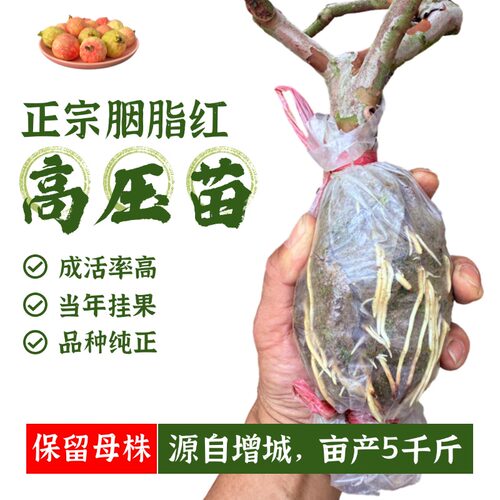 增城四季胭脂红高压树苗正宗大叶红全红嫁接苗广州鸡屎果当年挂果 - 图1