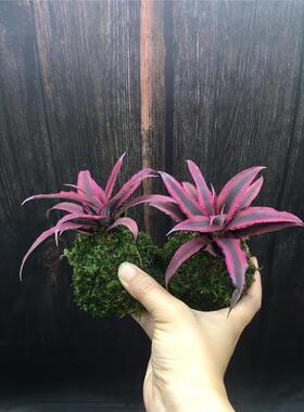 苔藓球水培植物盆景蕨类米