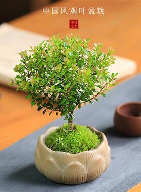 小叶赤楠盆栽水培苔藓球迷